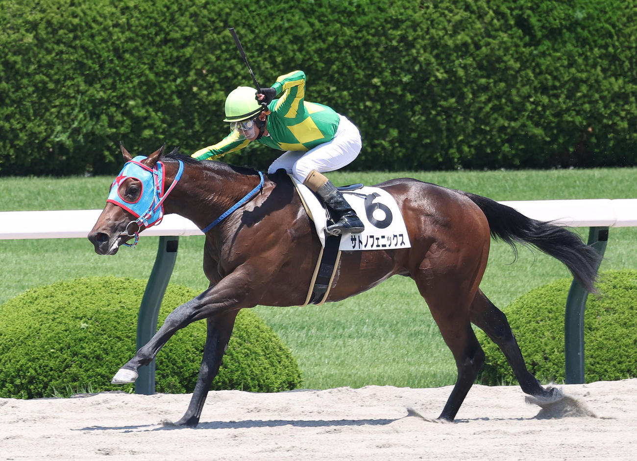 阪神5R、直線抜け出して新馬戦を制したサトノフェニックス（撮影・白石智彦）
