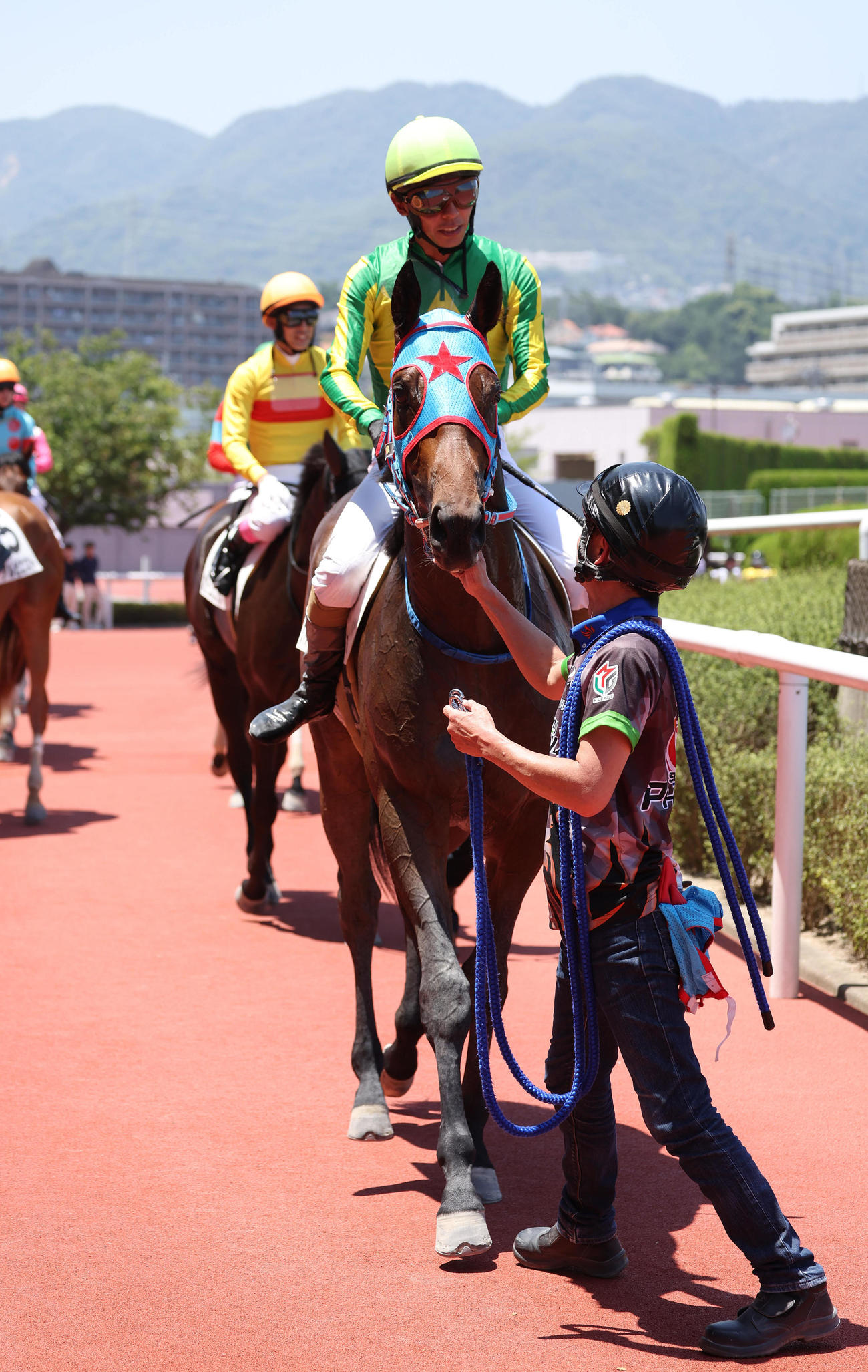 阪神5R、新馬戦を制したサトノフェニックス（撮影・白石智彦）