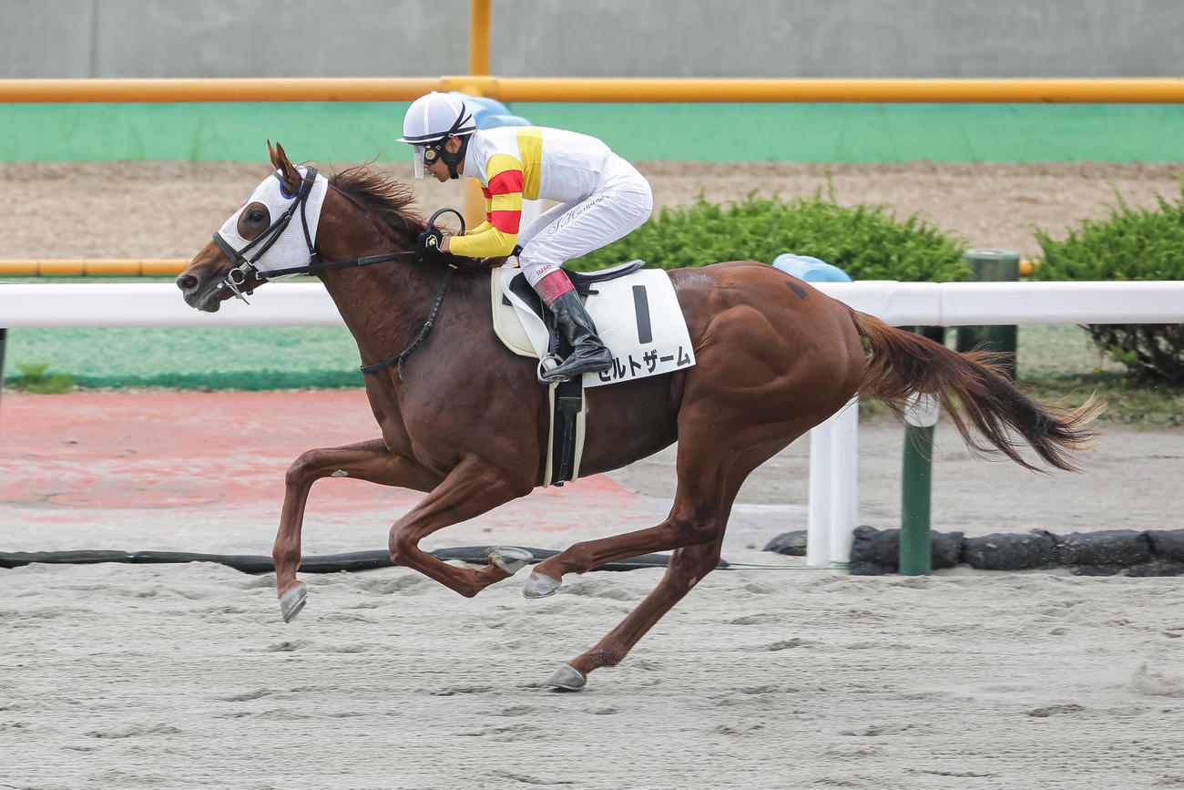 函館6R、デビュー戦を制したゼルトザームと浜中騎手（撮影・村野早祐）