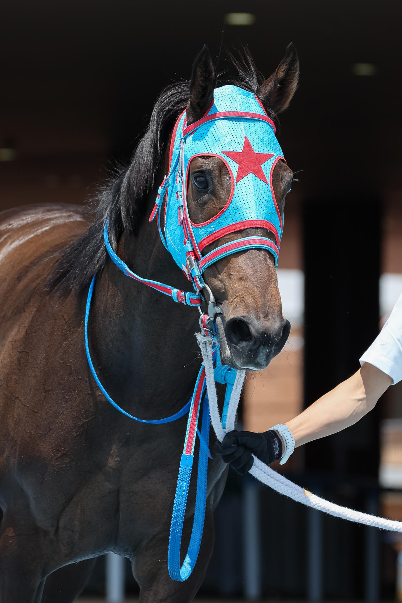 函館5R、デビュー戦を制したベルパッション（撮影・村野早祐）
