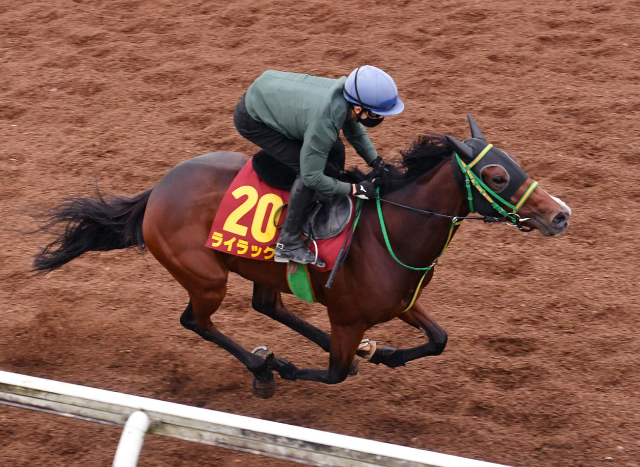 ライラック（2022年10月12日撮影）