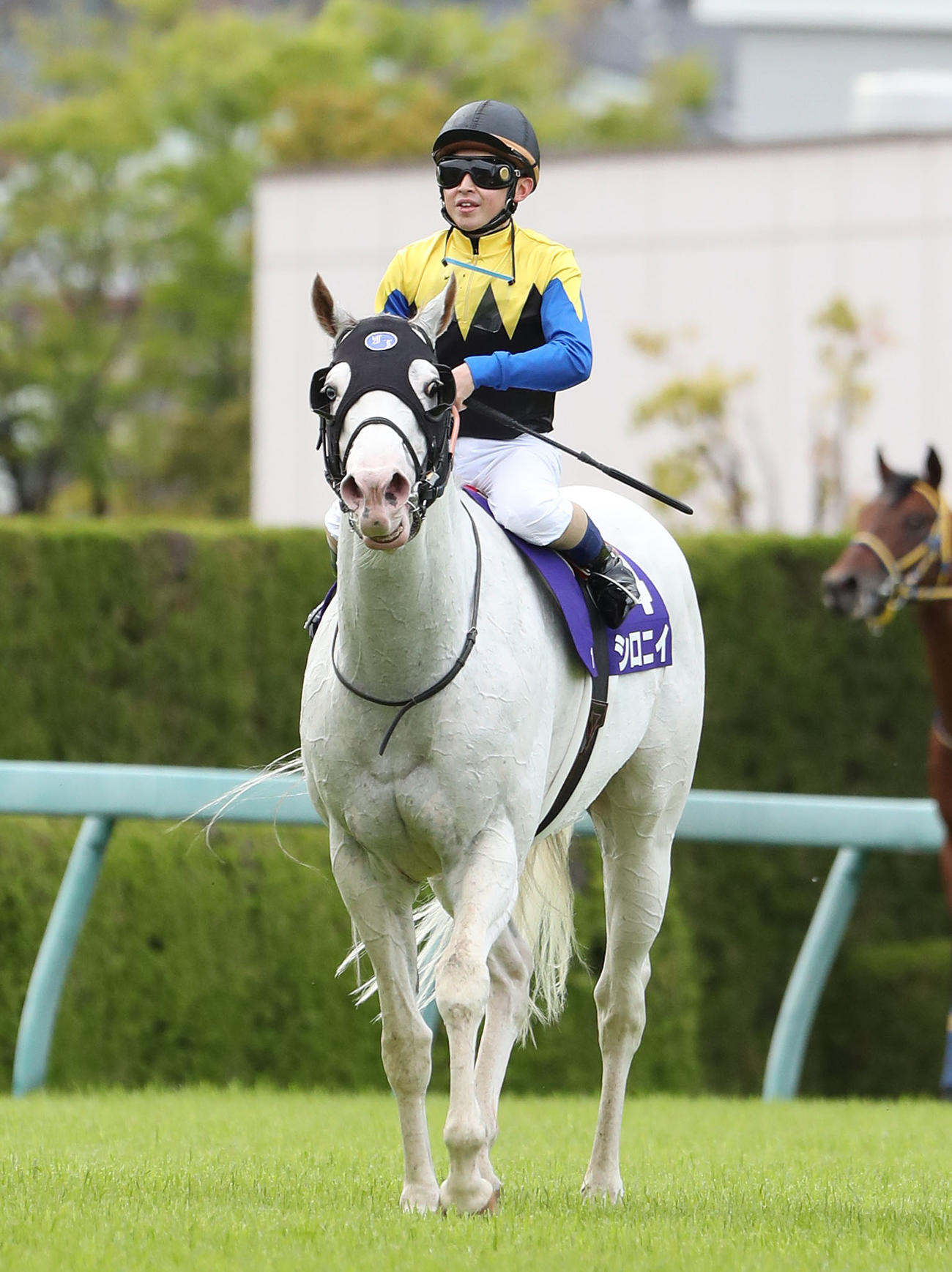 天皇賞・春、16着に敗れたシロニイ（2021年5月2日撮影）