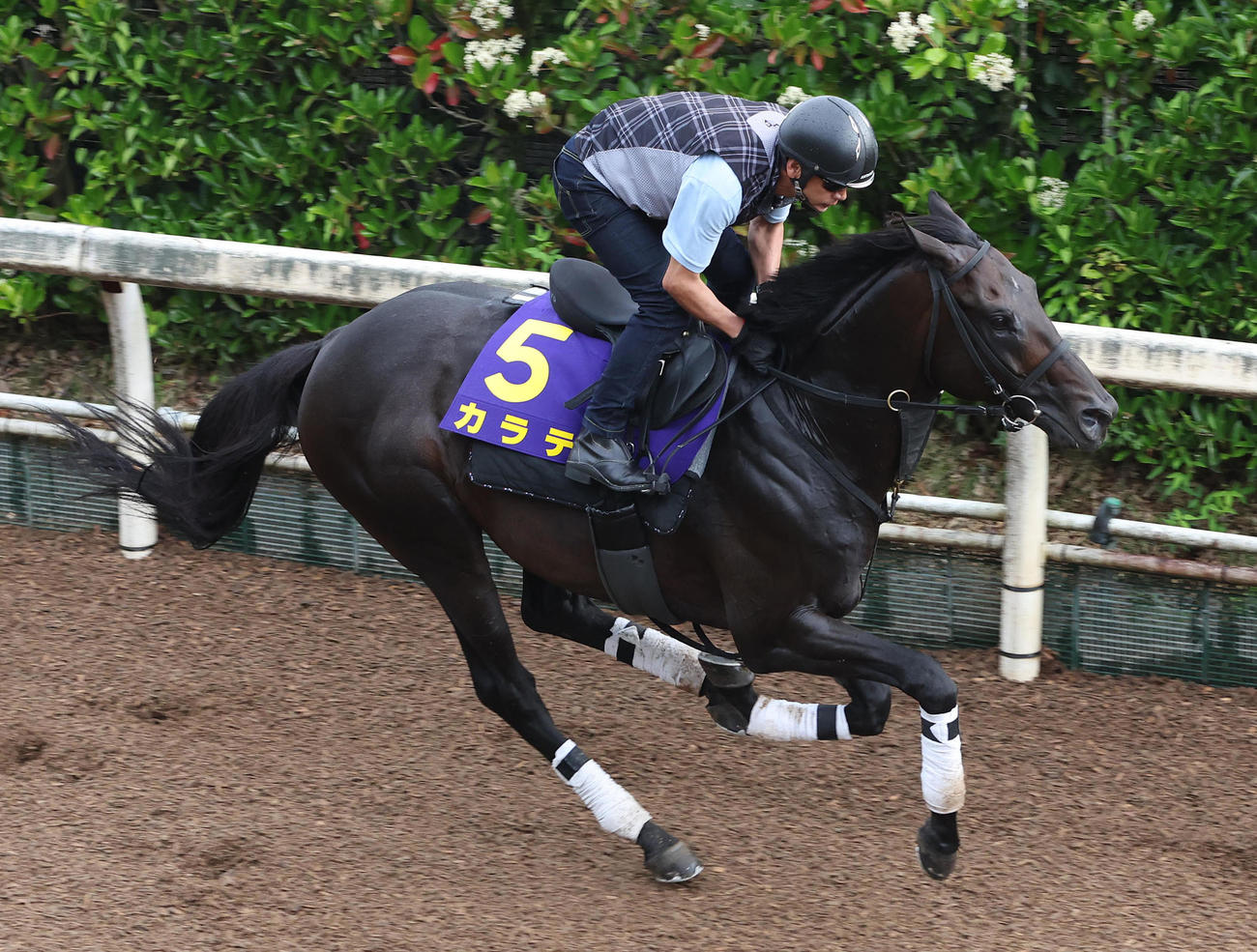 坂路を単走で追い切るカラテ（2023年6月14日撮影）