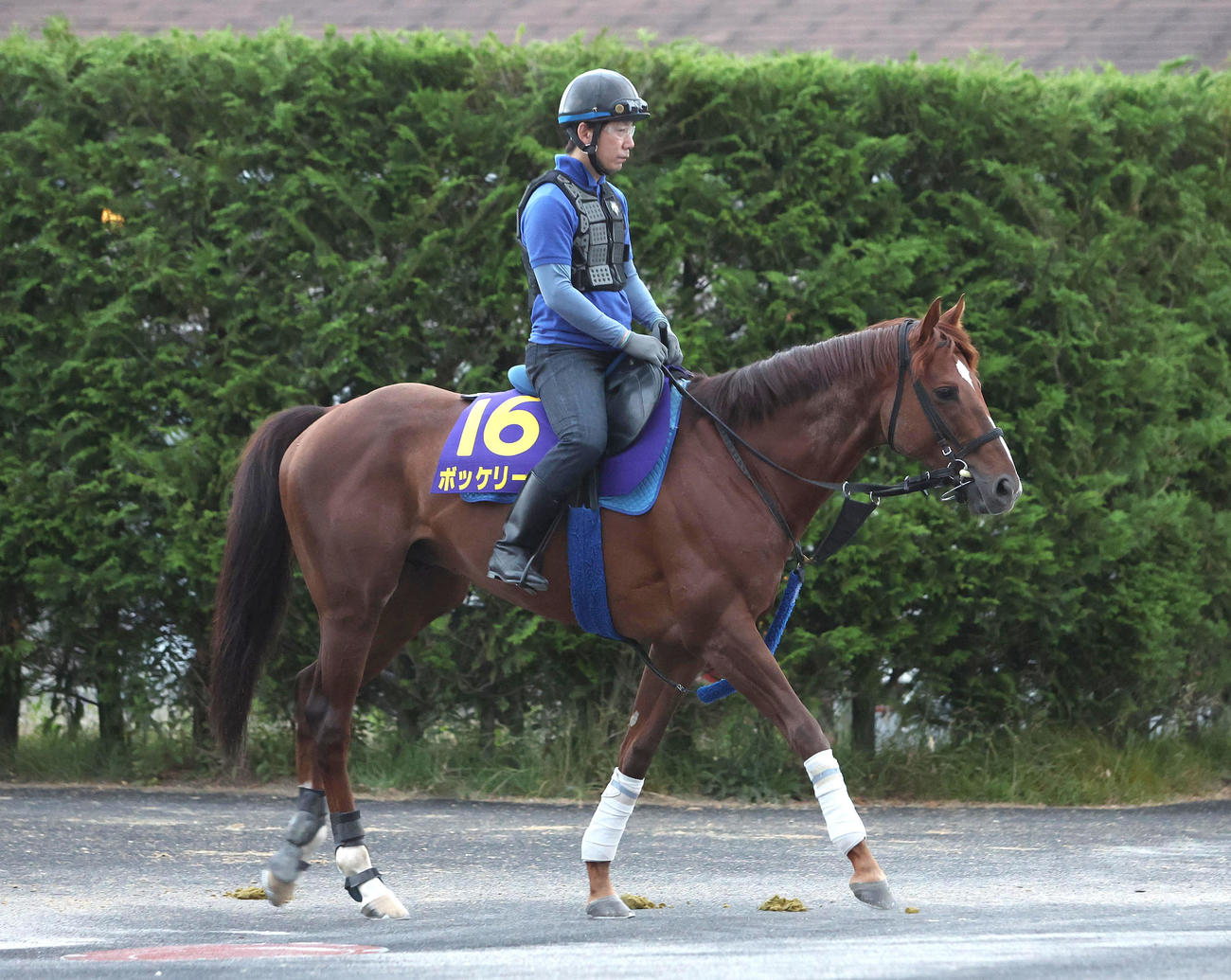 厩舎周りで運動するボッケリーニ（撮影・白石智彦）