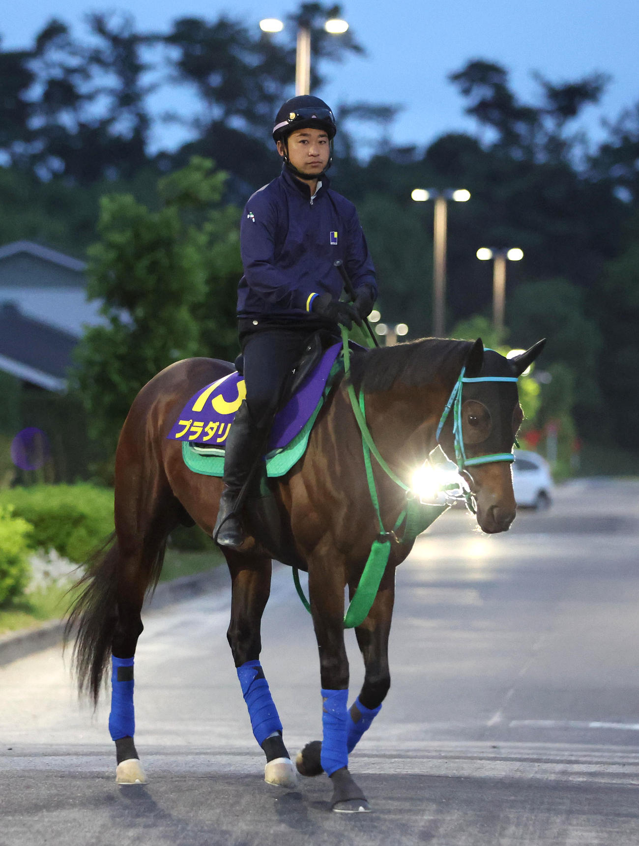 厩舎周りで運動するプラダリア（撮影・白石智彦）