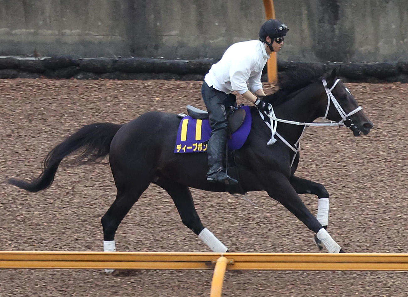Cウッドでキャンター調整するディープボンド（撮影・白石智彦）