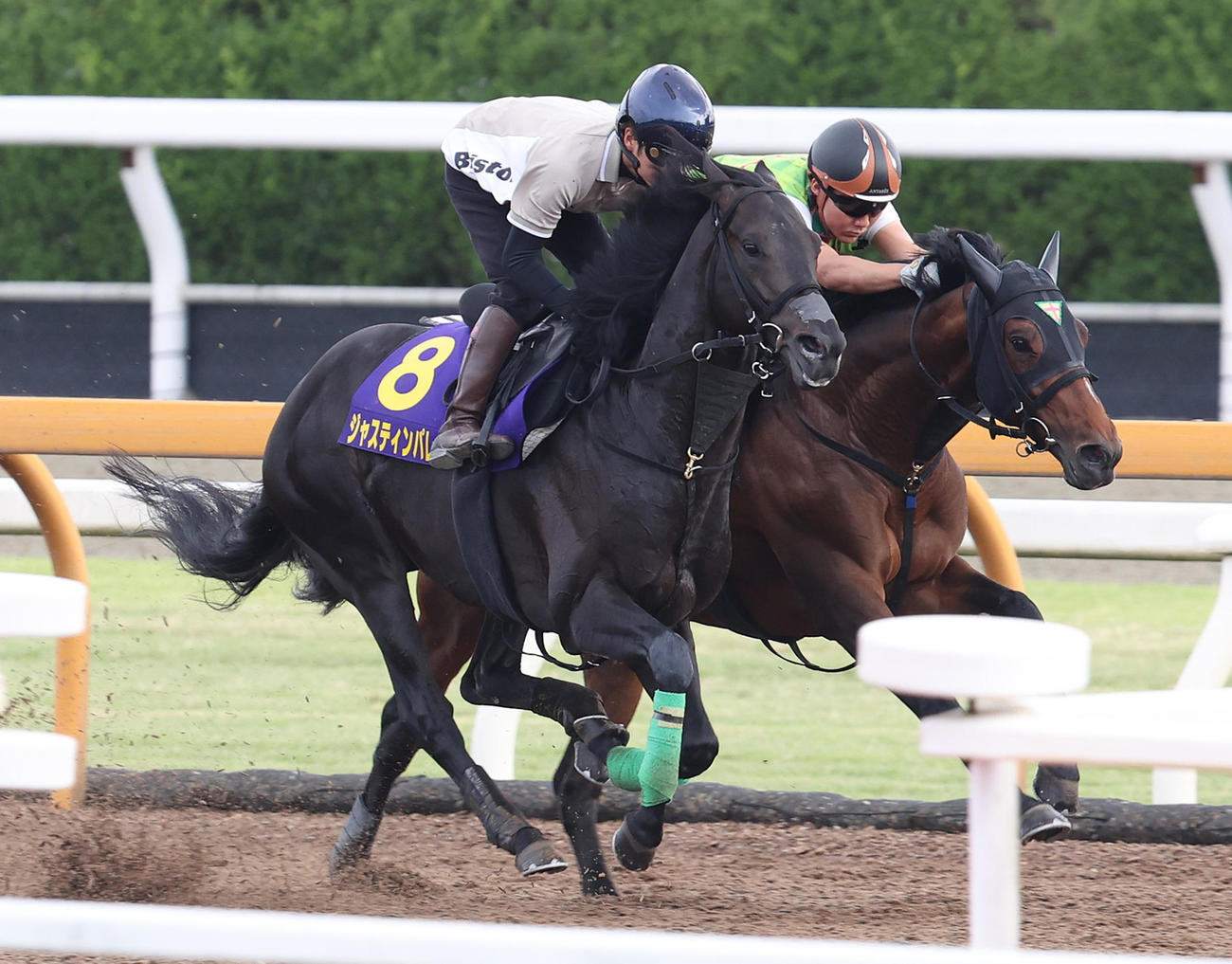 Cウッドをイクスプロージョン（右）と併せ馬で追い切るジャスティンパレス（撮影・白石智彦）