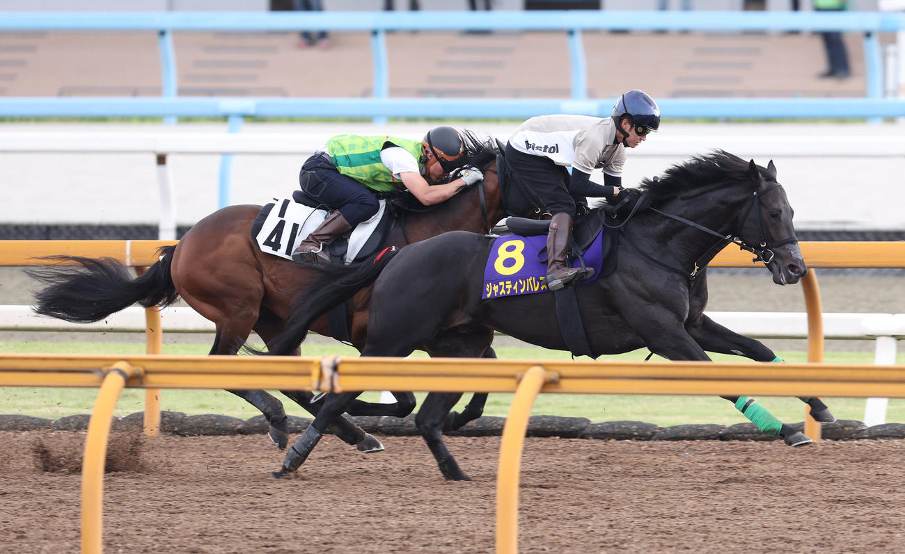 Cウッドをイクスプロージョン（左）と併せ馬で追い切るジャスティンパレス（撮影・白石智彦）