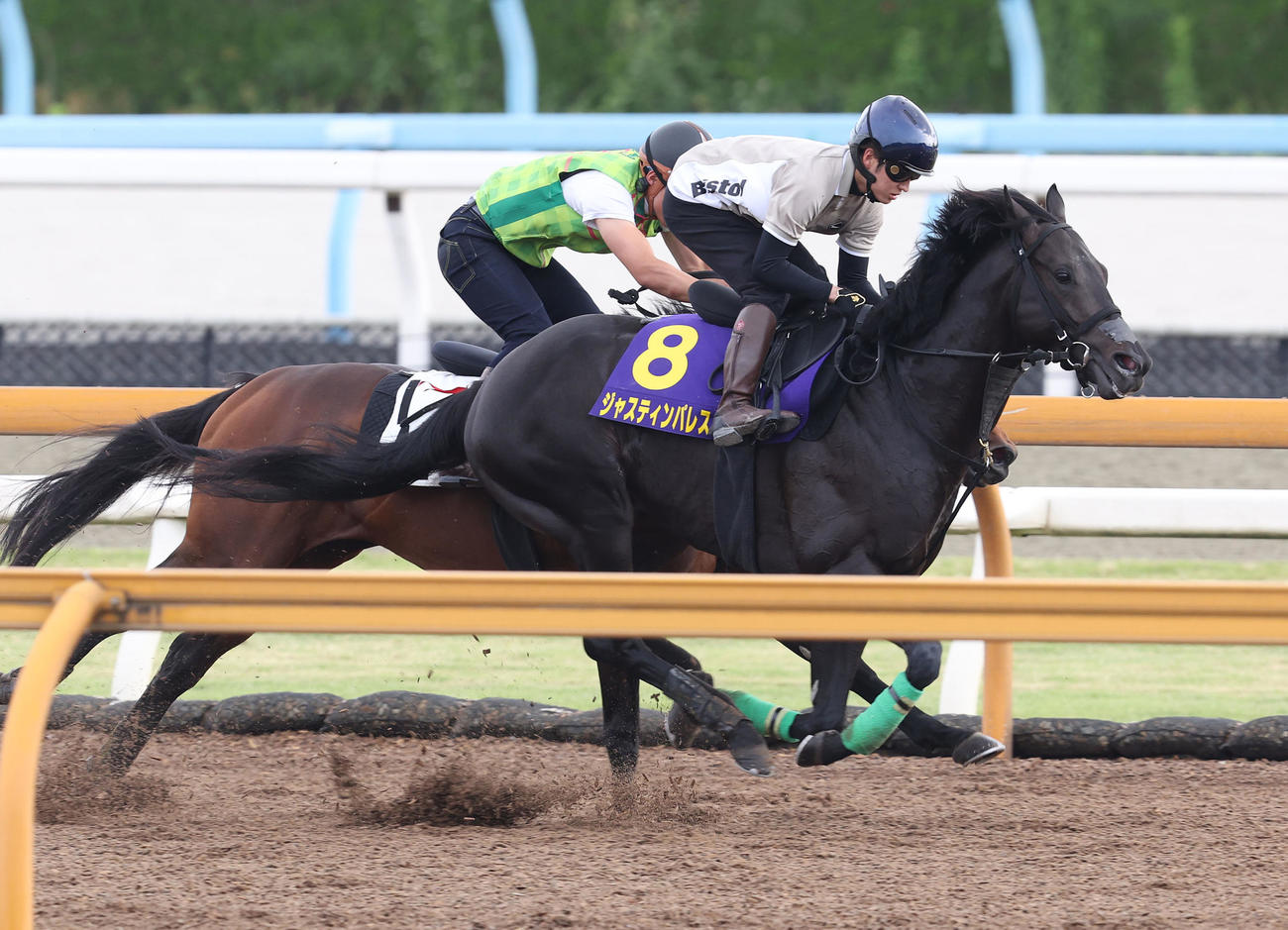 Cウッドをイクスプロージョン（左）と併せ馬で追い切るジャスティンパレス（撮影・白石智彦）
