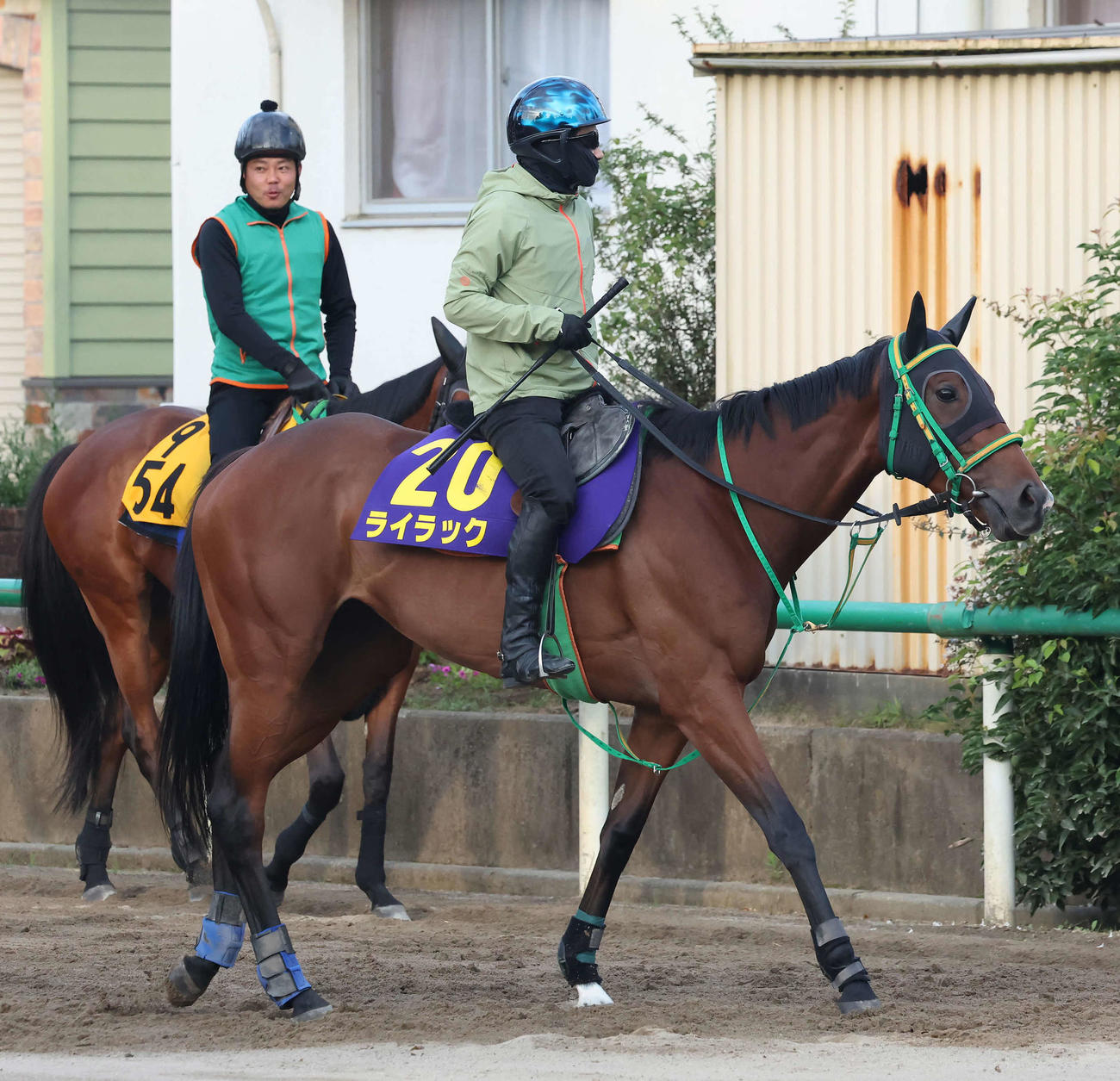 乗り運動するライラック（撮影・丹羽敏通）