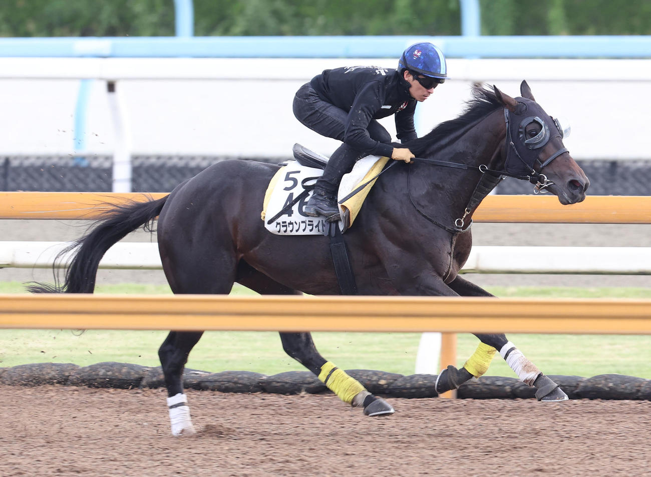 川田騎手を背にCウッドで追い切るクラウンプライド（撮影・白石智彦）