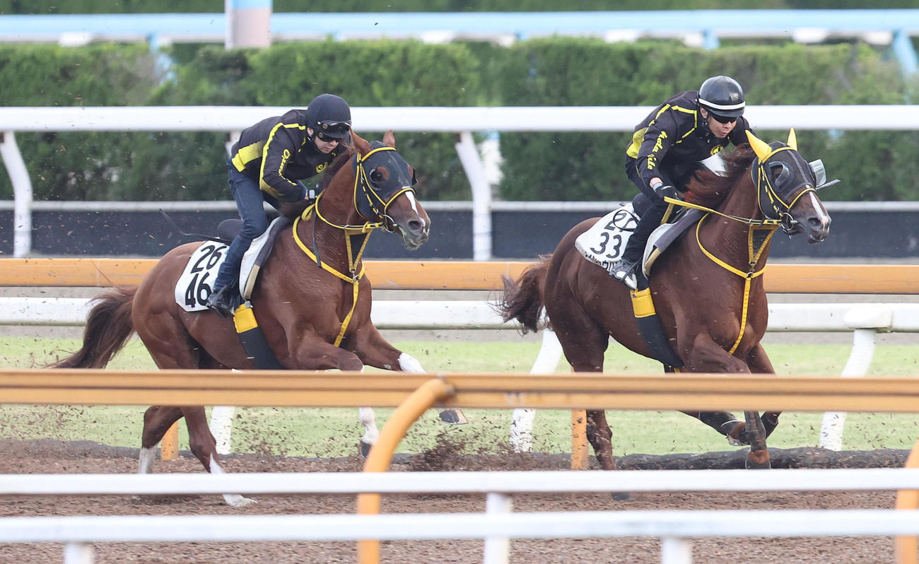 Cウッドで追い切るメイショウハリオ（右）（撮影・白石智彦）