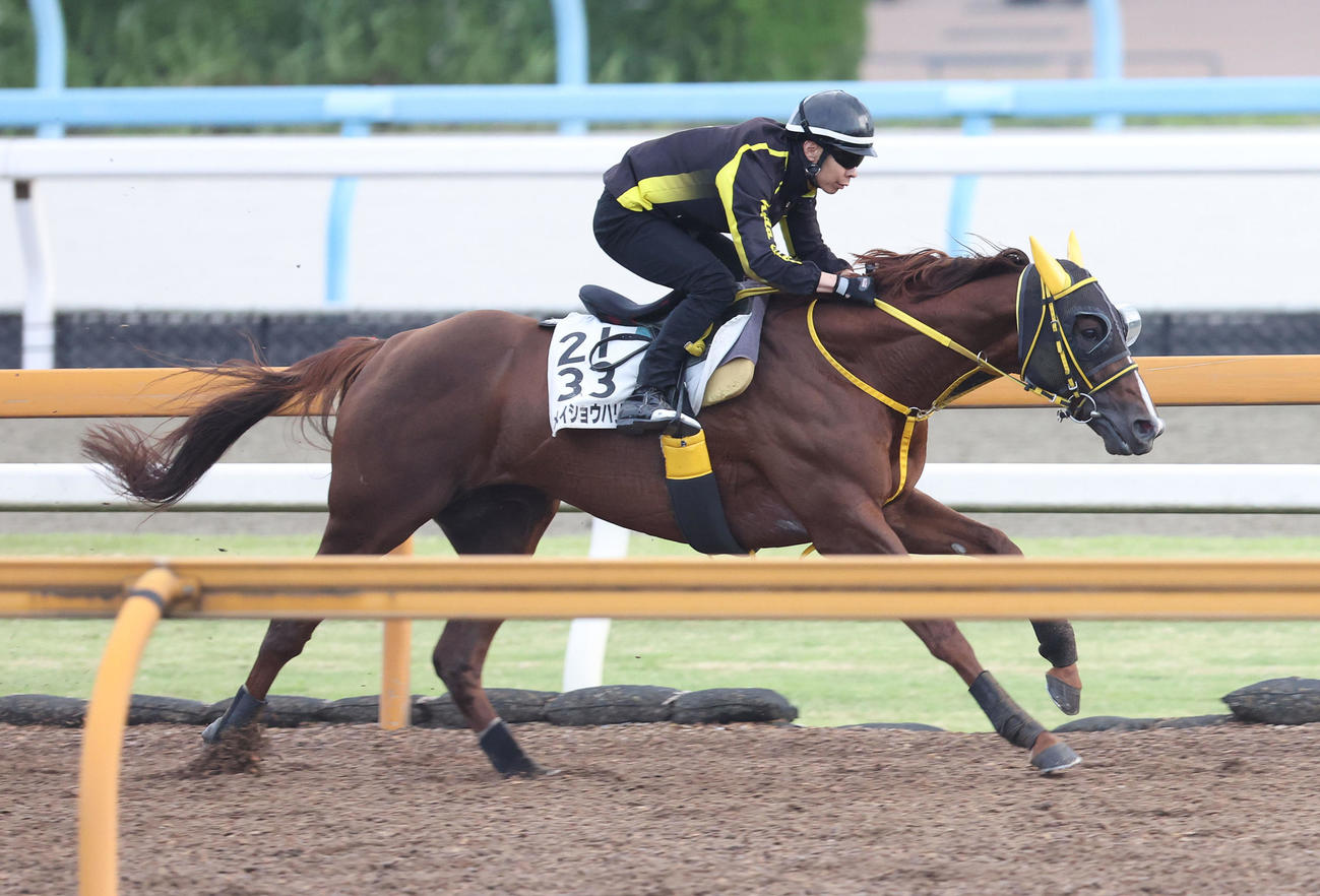 Cウッドで追い切るメイショウハリオ（撮影・白石智彦）