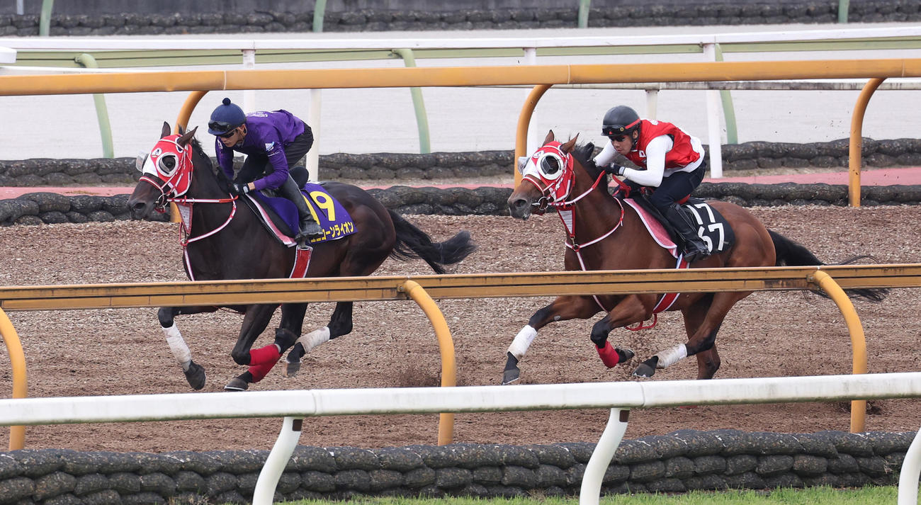 坂井騎手を背にCウッドをモズアカボス（右）と併せ馬で追い切るユニコーンライオン（撮影・白石智彦）