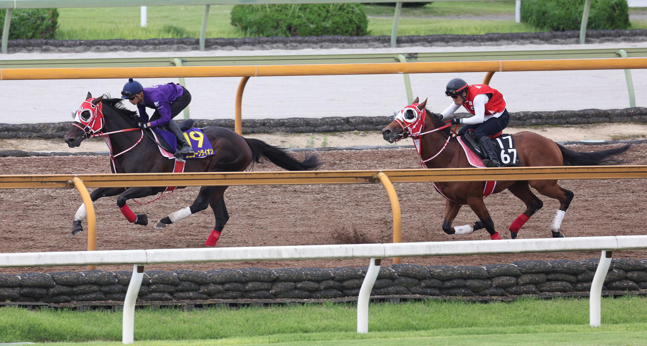 坂井騎手を背にCウッドをモズアカボス（右）と併せ馬で追い切るユニコーンライオン（撮影・白石智彦）