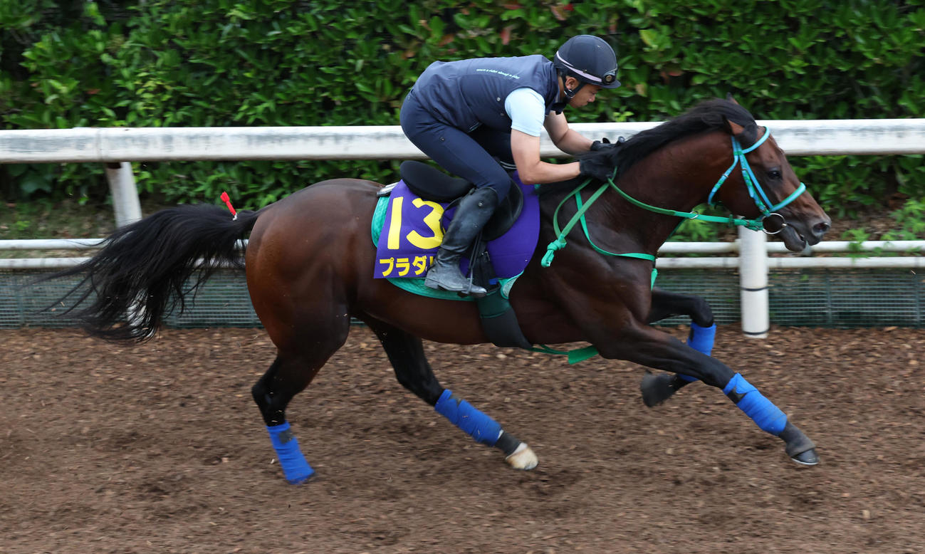坂路で追い切るプラダリア