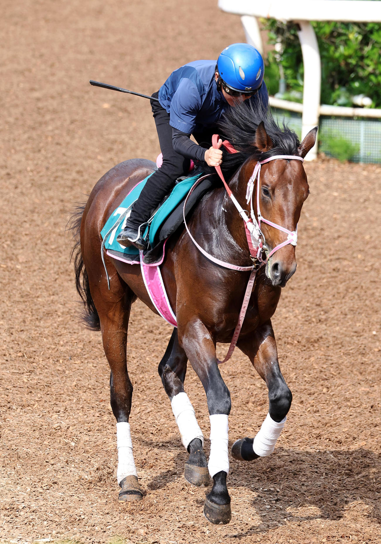 川須騎手を背に坂路でキャンター調整するショウナンハウル（2023年6月20日撮影）