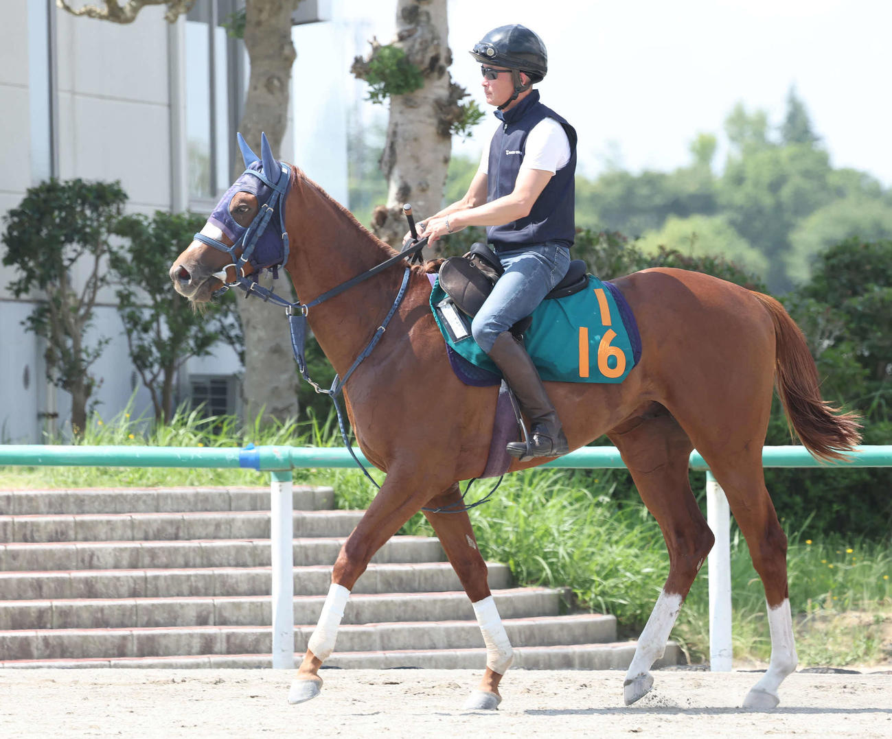 調教を終えて馬場を出る大和田厩舎のカルフ（撮影・丹羽敏通）