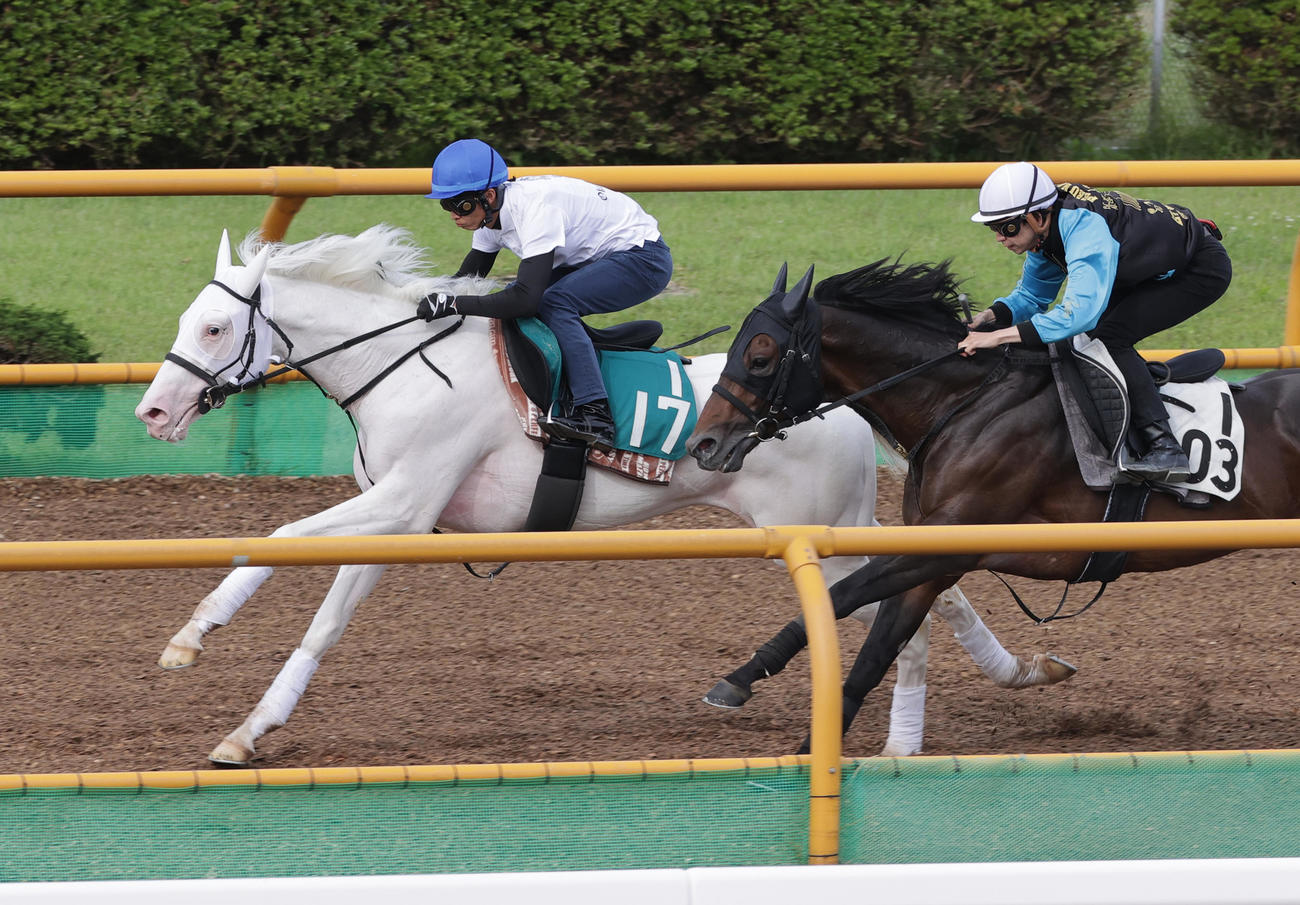 函館ウッドチップコースで併せ馬で追い切られるカルパ（左）