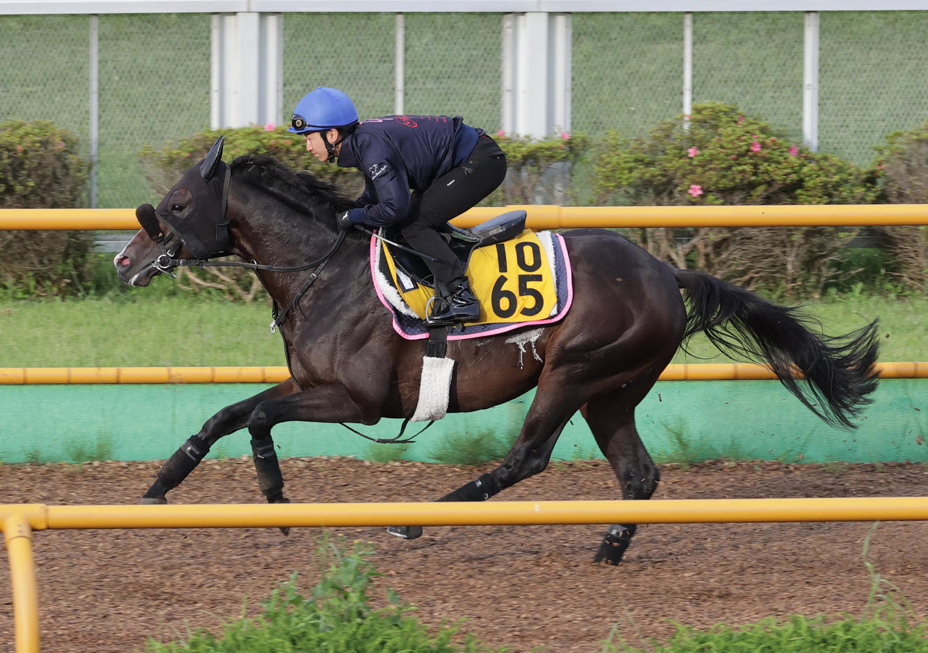 菊沢騎手を背に、函館ウッドチップコースで追い切られるダノンファスト