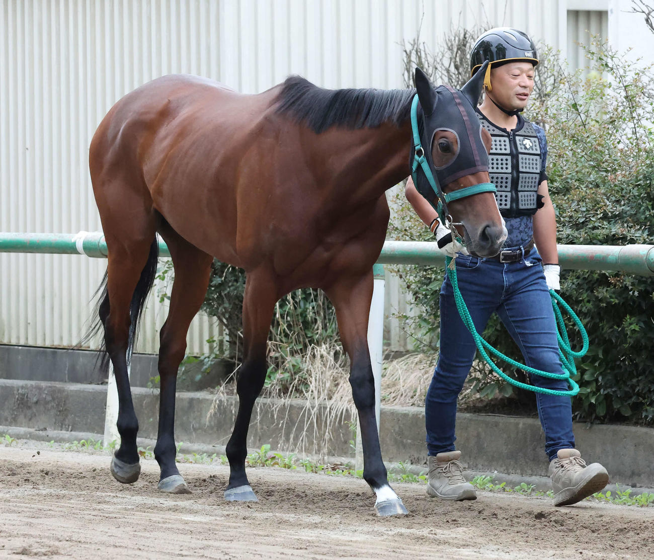 厩舎周りで引き運動するライラック（撮影・丹羽敏通）