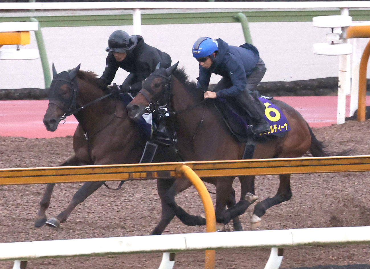 団野騎手を背にCウッドをドンフランキー（左）と併せ馬で追い切るジェラルディーナ（撮影・白石智彦）