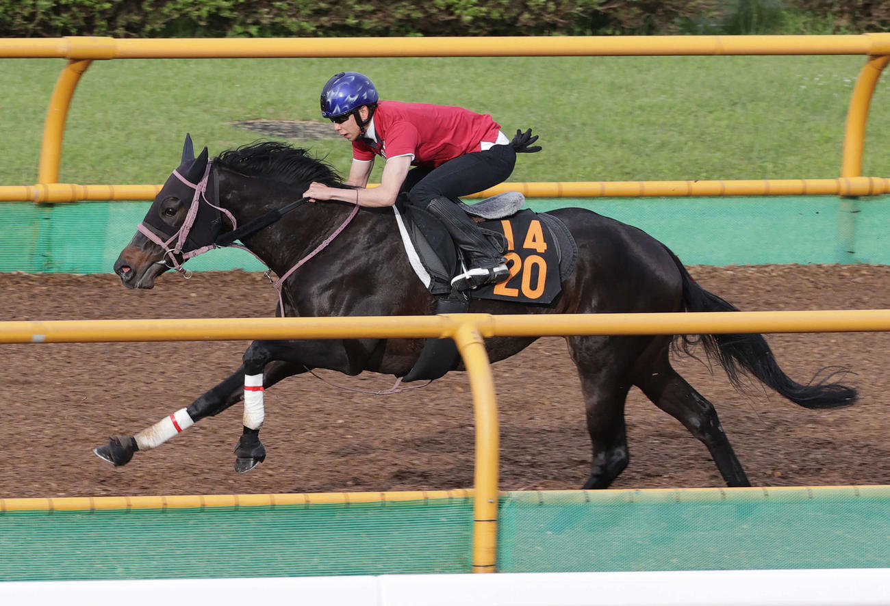 横山武史騎手を背に、函館ウッドチップコースで追い切られるメイクアスナッチ