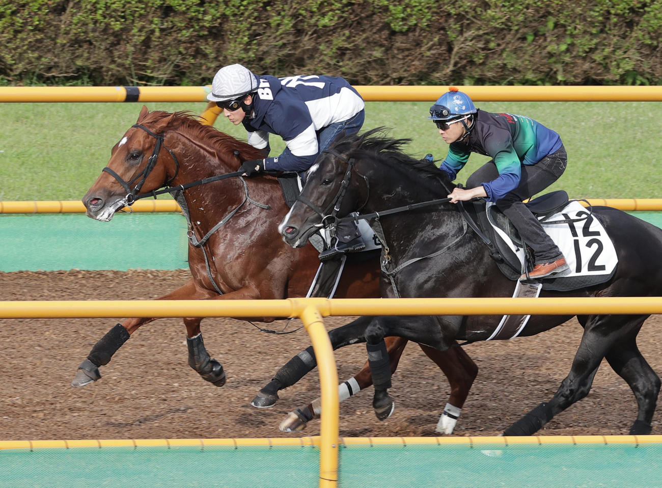 21日、藤岡佑介騎手を背に、函館ウッドチップコースで併せ馬で追い切られるセキフウ（左）