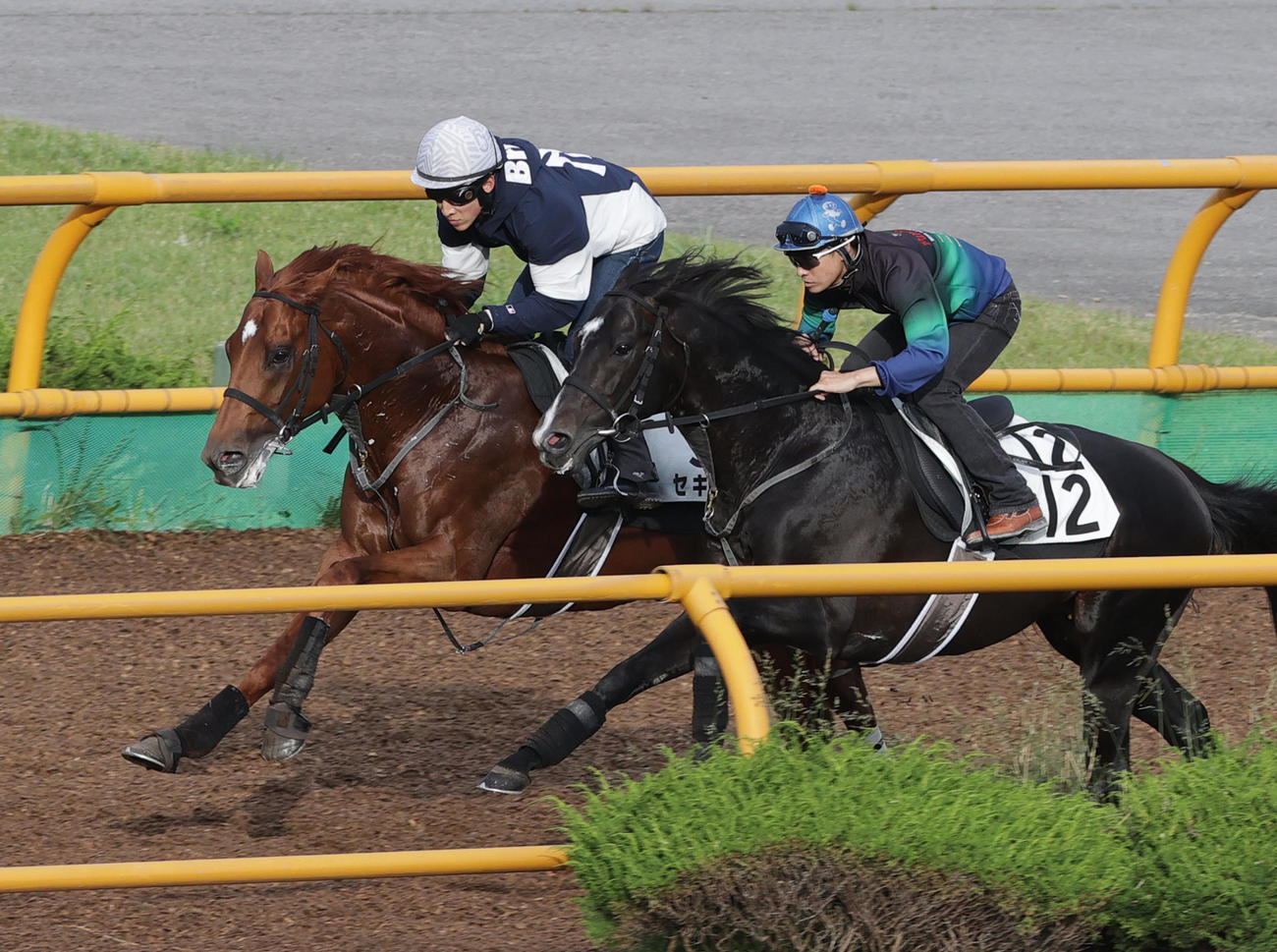 21日、藤岡佑介騎手を背に、函館ウッドチップコースで併せ馬で追い切られるセキフウ（左）