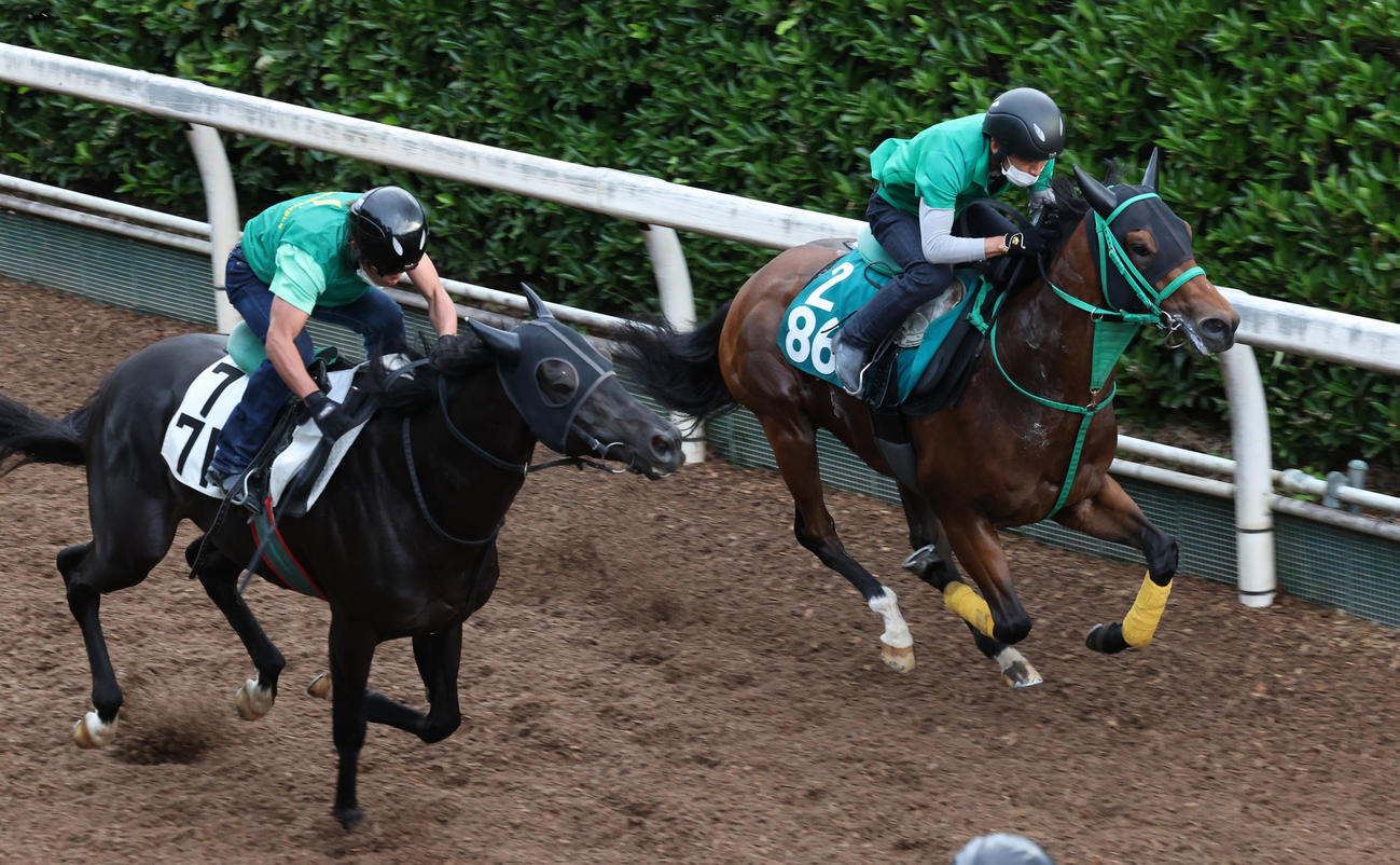 21日、坂路を併せ馬で追い切るダノンスウィッチ（右）