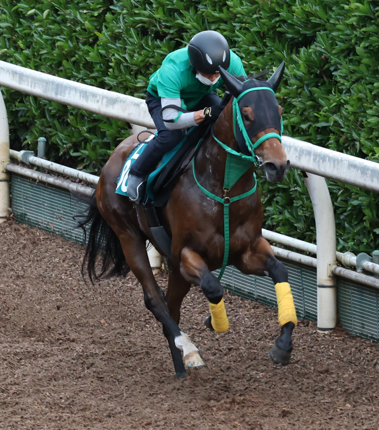 21日、坂路を併せ馬で追い切るダノンスウィッチ（右）