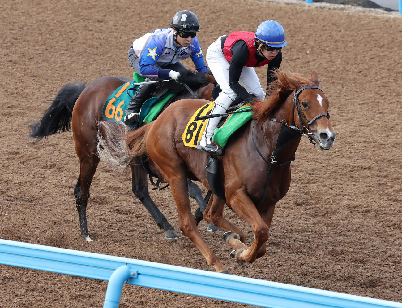 21日、トライフォーリアル（手前）は美浦ウッドを併せ馬で追い切られた（撮影・丹羽敏通）
