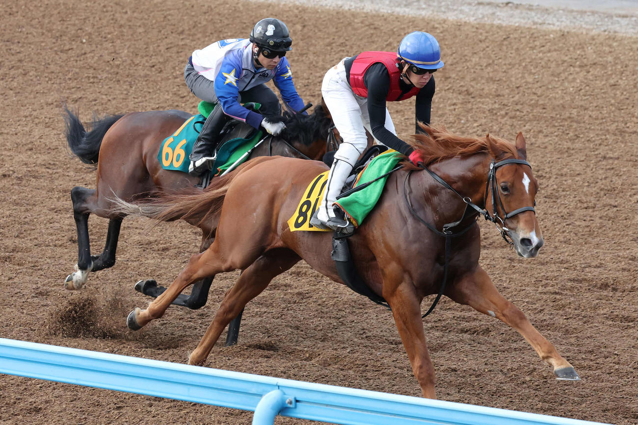 21日、トライフォーリアル（手前）は美浦ウッドを併せ馬で追い切られた（撮影・丹羽敏通）