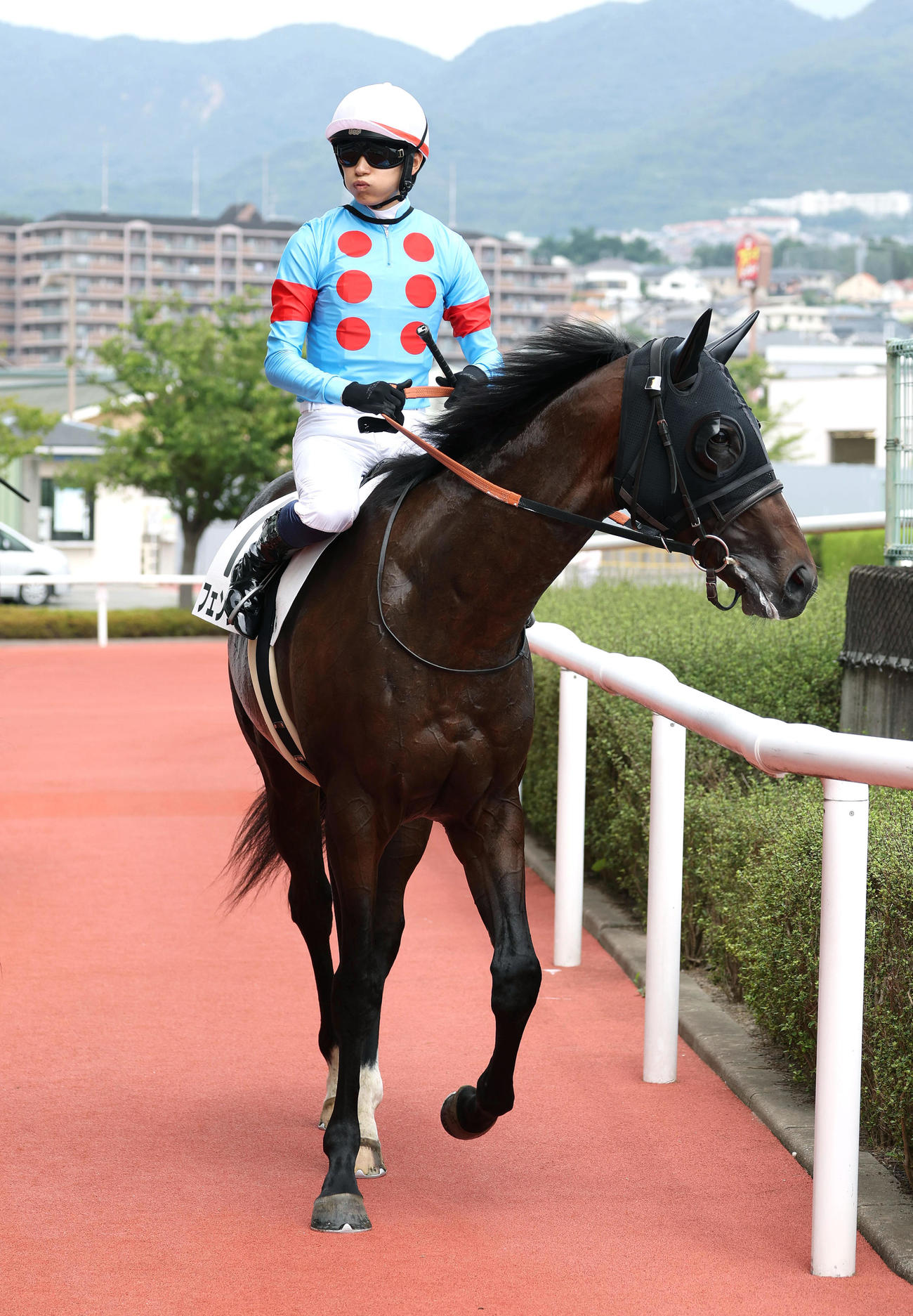 阪神1R、2歳未勝利を勝ち上がったフェンダー（撮影・白石智彦）