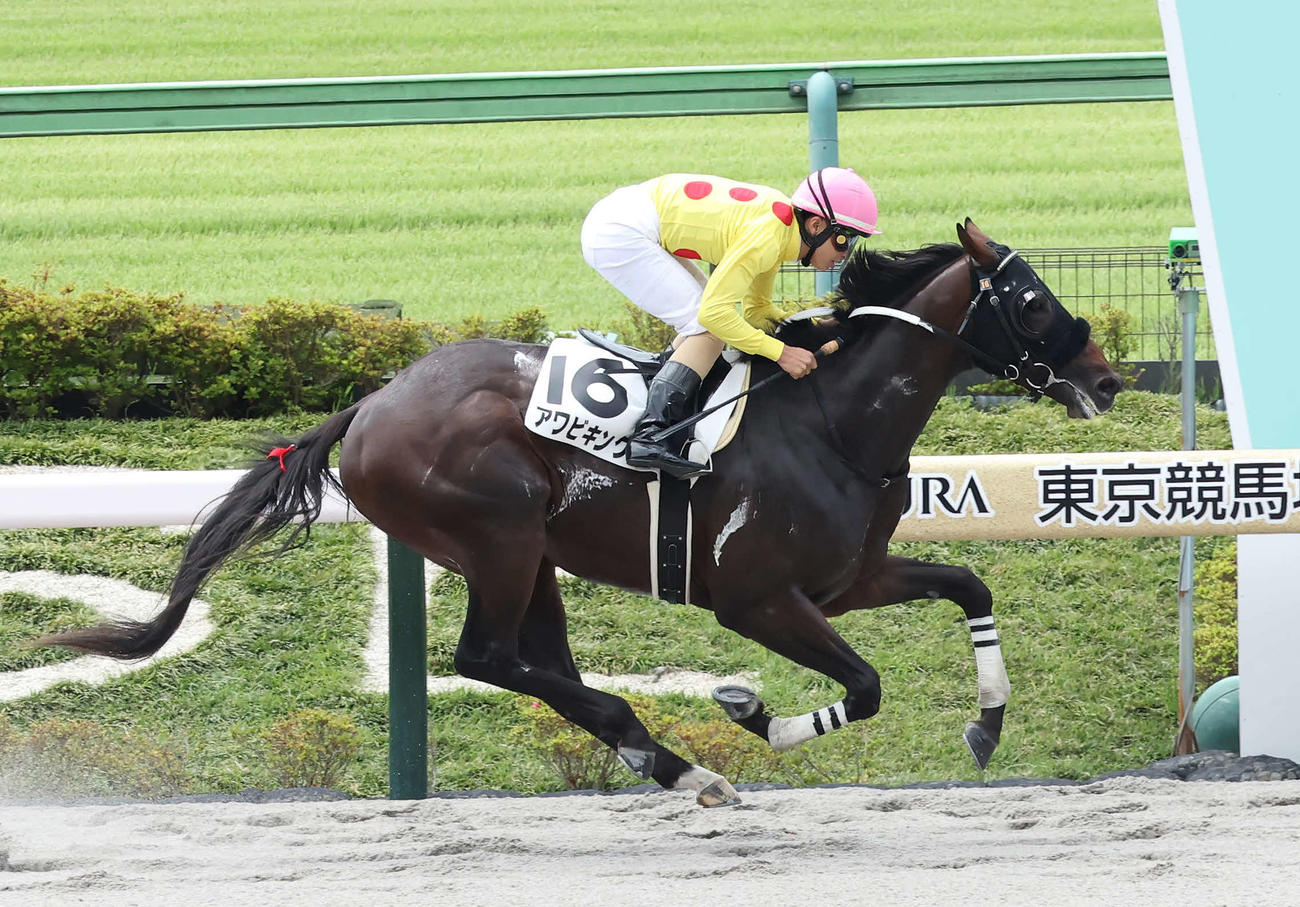 東京1R、3歳未勝利戦を制したアワビキングと木幡巧騎手（撮影・丹羽敏通）