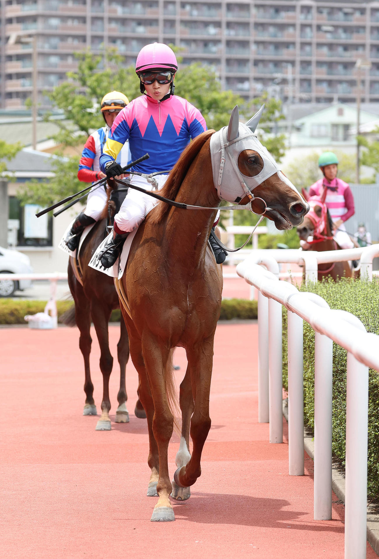 阪神6Rで復帰後初勝利を挙げた角田大河騎手とノボリクレバー（撮影・白石智彦）
