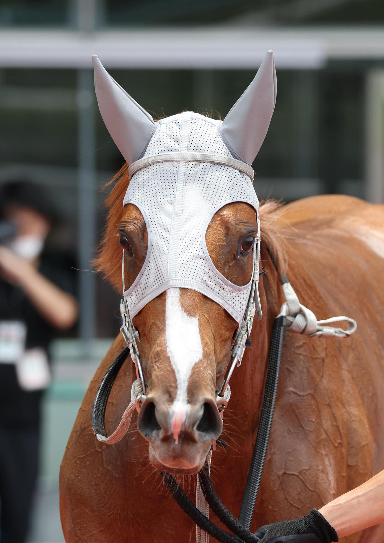 阪神6Rを勝利したノボリクレバー（撮影・白石智彦）