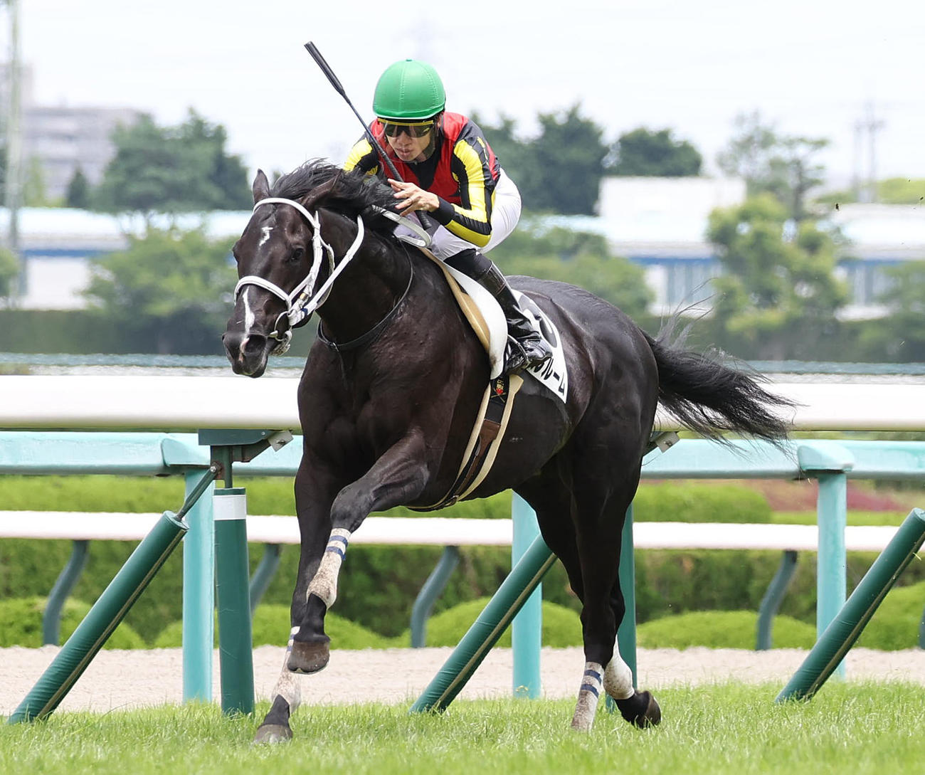阪神5R新馬戦を快勝したギャンブルルーム（撮影・白石智彦）