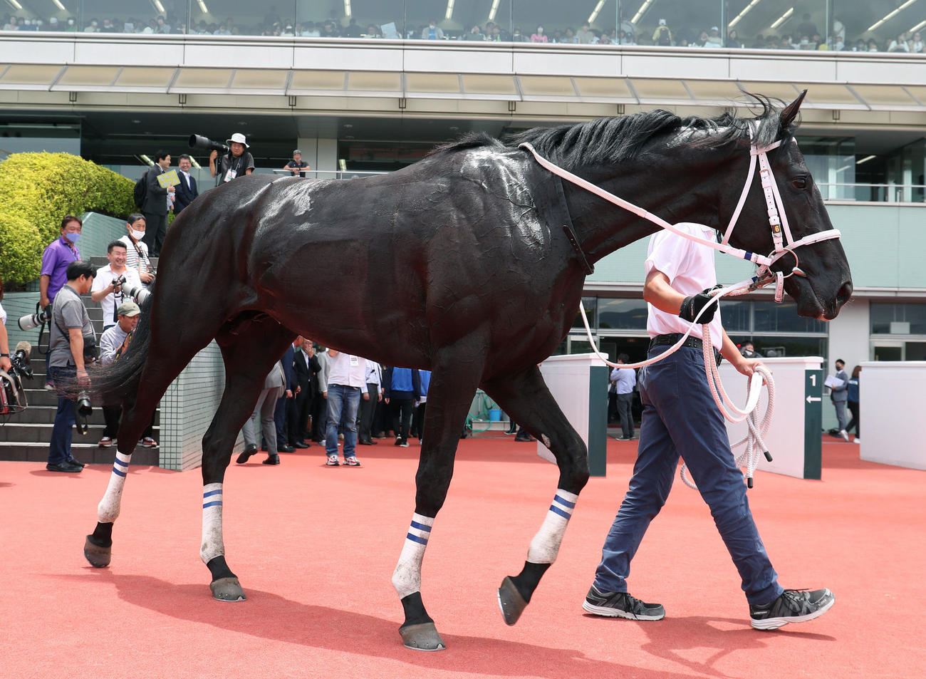 阪神5R新馬戦を快勝したギャンブルルーム（撮影・白石智彦）