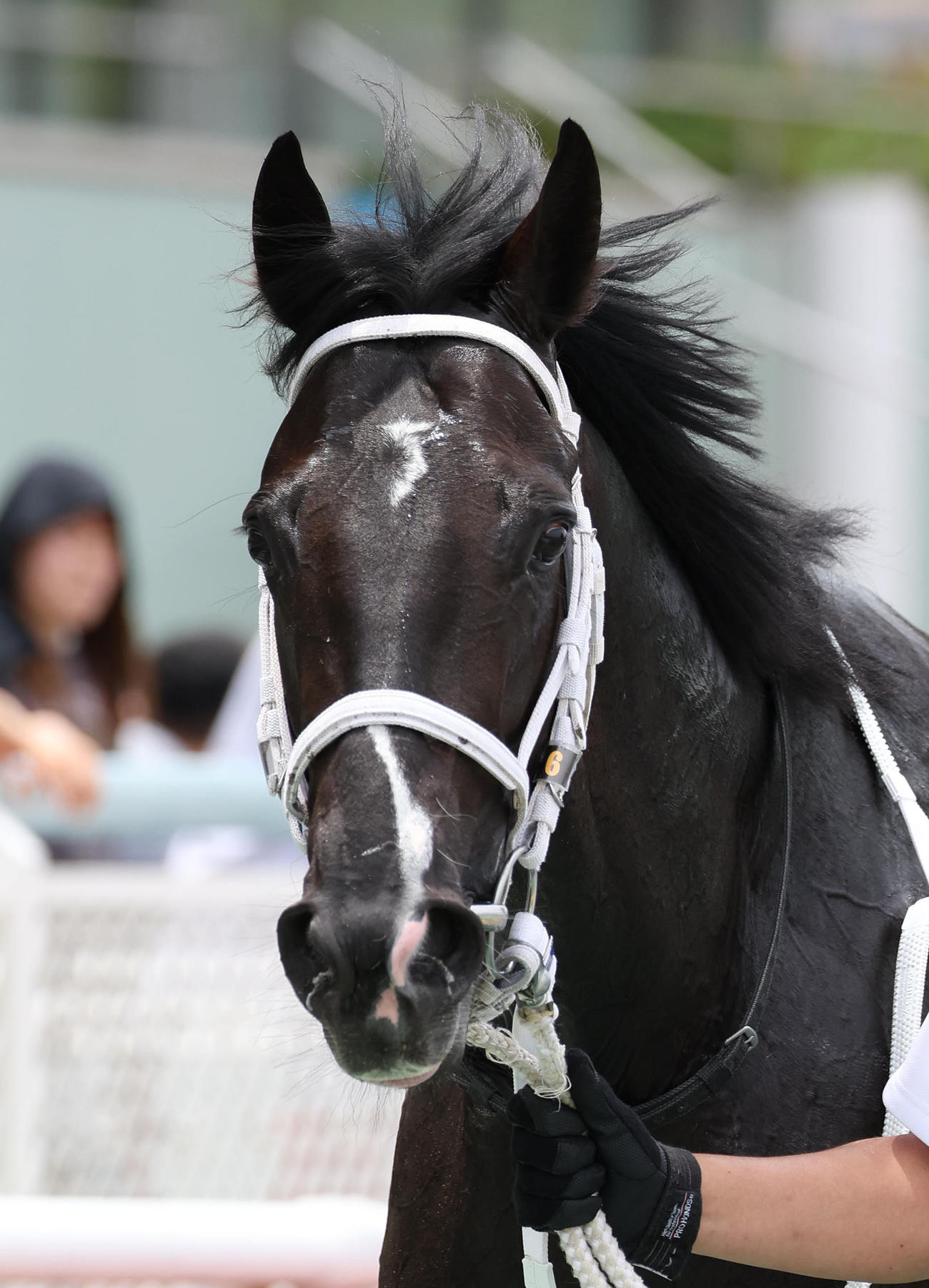 阪神5R新馬戦を快勝したギャンブルルーム（撮影・白石智彦）