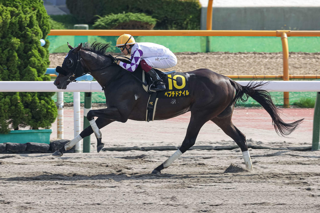函館11R、大沼ステークスを制したペプチドナイルと富田騎手（撮影・村野早祐）