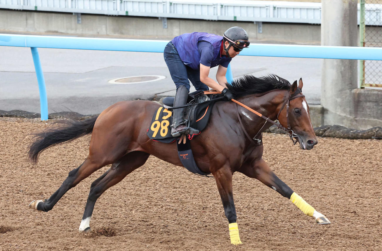 22日、美浦ウッドを力強いフットワークで駆け抜けたレーベンスティール