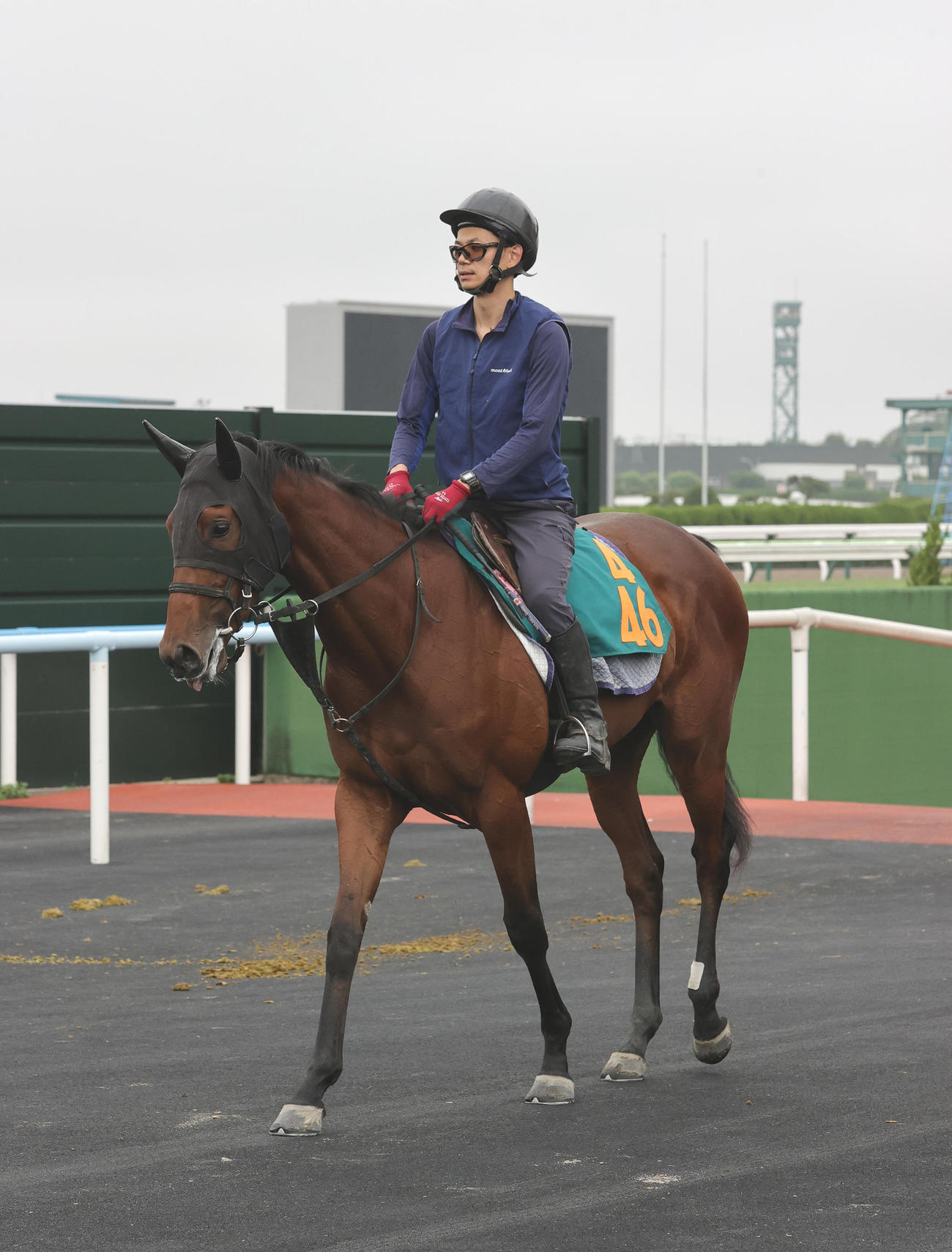 函館競馬場で調整を積む今週デビュー予定のレディマキシマ