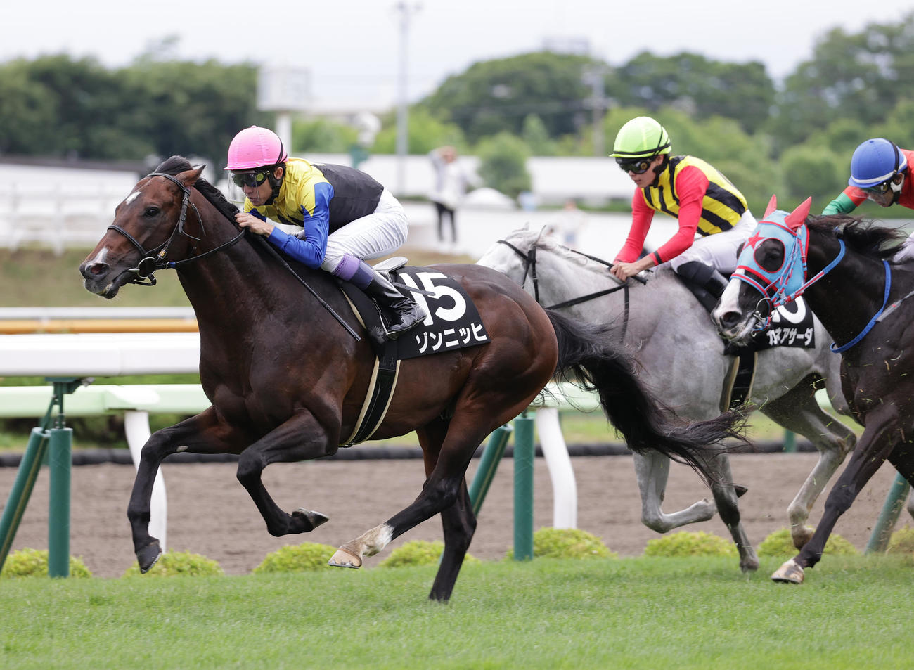 青函Sを制したゾンニッヒ（2023年6月24日撮影）