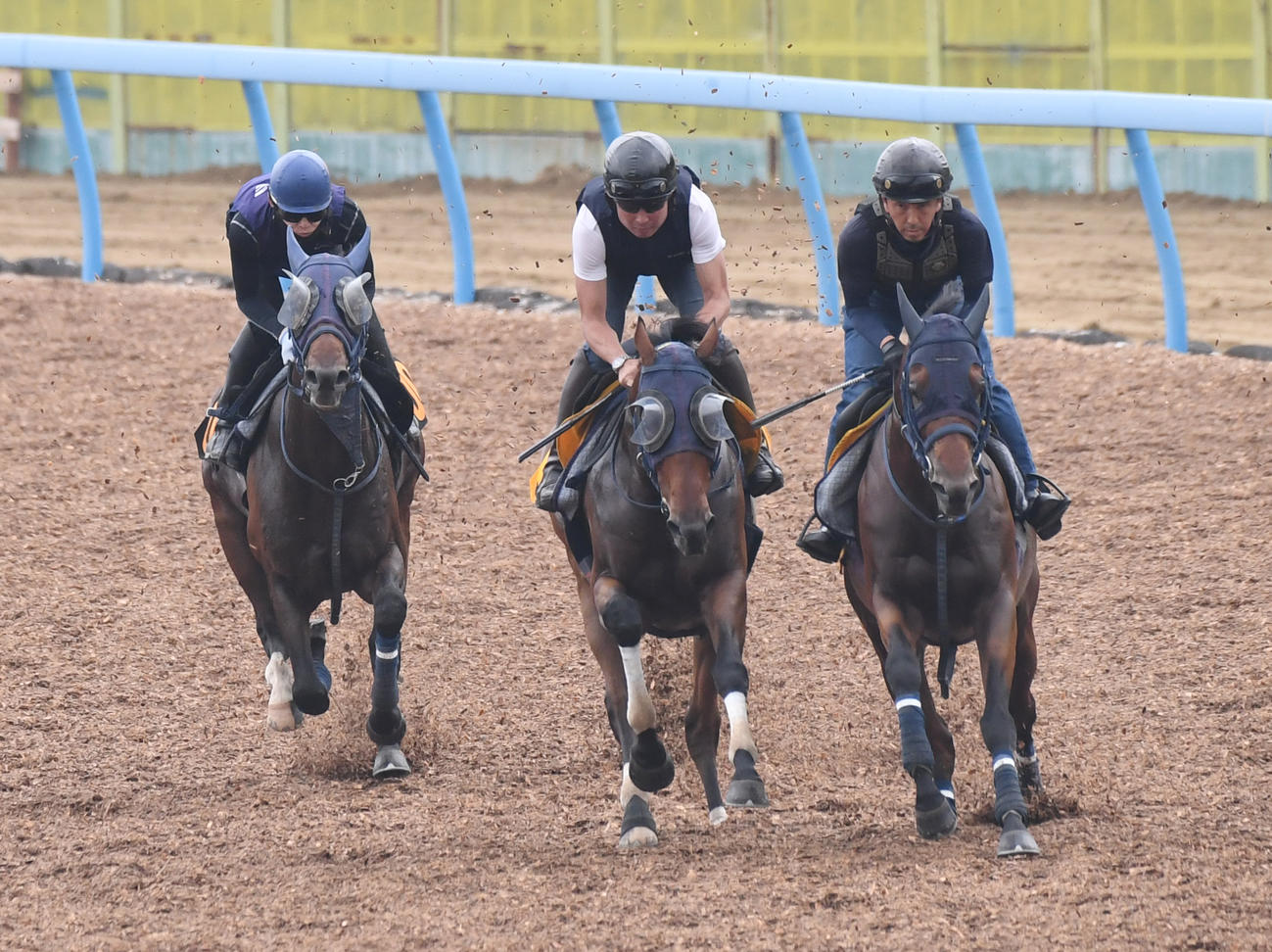 嶋田騎手を背にグラニット（左）はテトラルキア（中央）、コルニリアと併せて追い切る（撮影・柴田隆二）