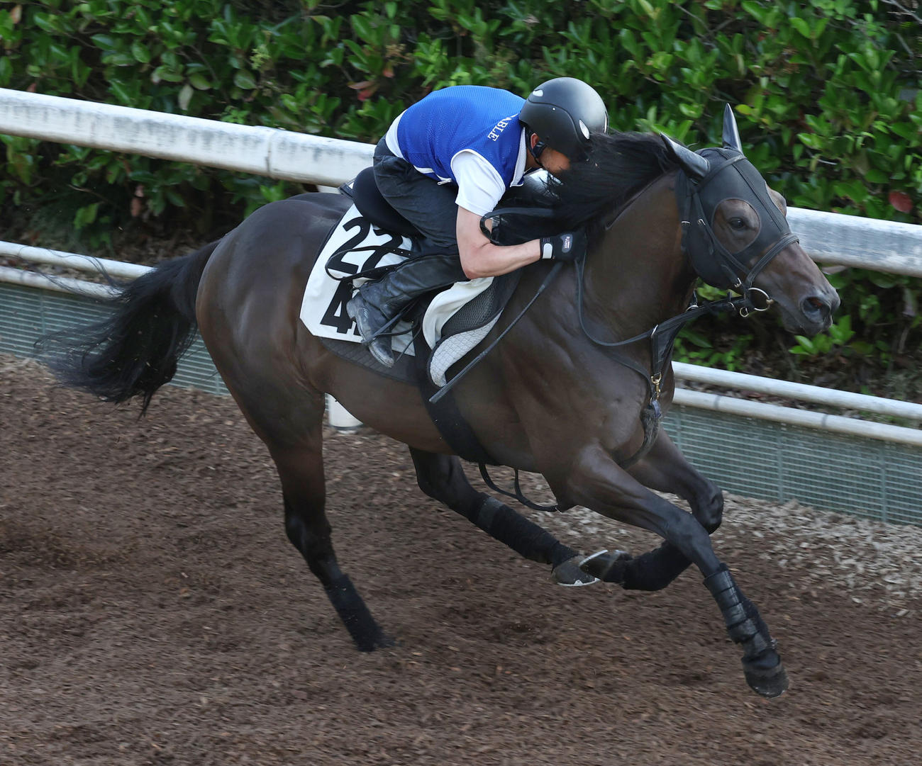 坂路で追い切るヨシノイースター