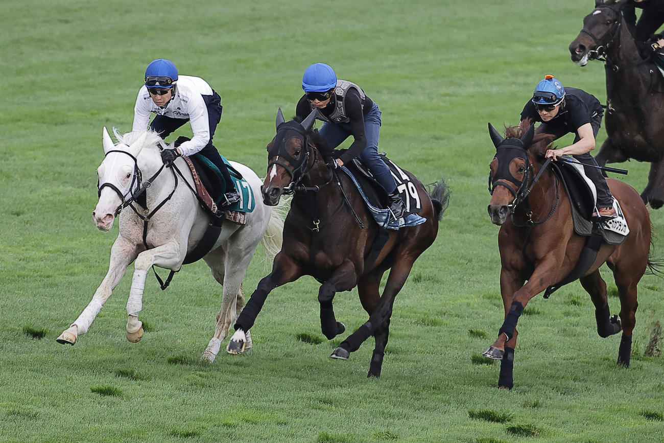 函館芝コースを併せ馬で追い切られるカルパ（左端）
