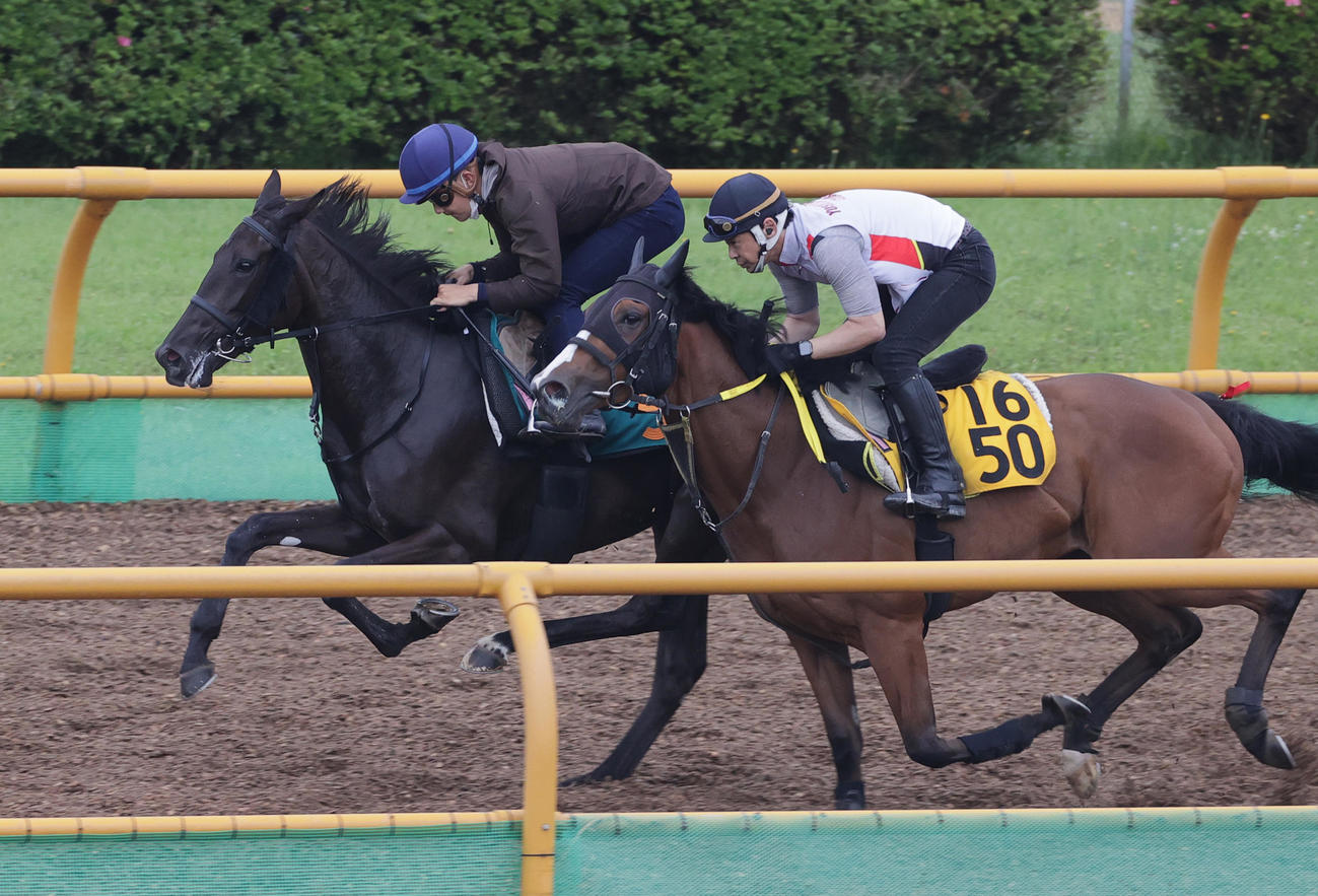 佐々木大輔騎手を背に、函館ウッドチップコースを併せ馬で追い切られるコミックガール（左）