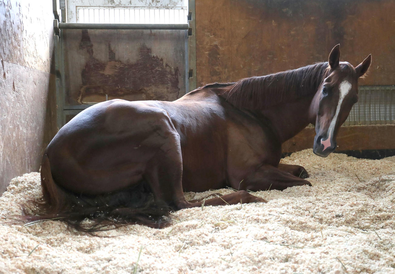帝王賞を連覇し馬房で横になって疲れを癒やすメイショウハリオ（撮影・白石智彦）