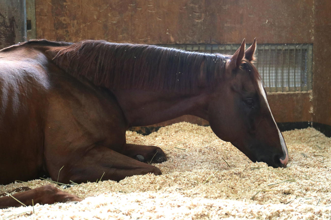 帝王賞を連覇し馬房で横になって疲れを癒やすメイショウハリオ（撮影・白石智彦）